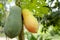 Close up of two papayas, thr unrip papaya is green and rip papaya is yellow, hanging on the papaya tree