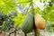 Close up of two papayas, the unrip papaya is green and rip papaya is yellow, hanging on the papaya tree
