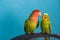A close up of two parrots - budgie and rosy-faced lovebird. Friendship between a parrots of different species