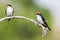 Close-up of two pearl breasted swallows