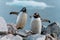 Close up of two  penguins perched atop large rocks with a seascape in the background