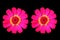 Close up, Two pink color zinnia flower blossom blooming isolated on black background for stock photo, house plants, spring floral