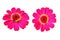 Close up, Two pink color zinnia flower blossom blooming isolated on white background for stock photo, house plants, spring floral