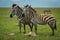 Close-up of two plains zebra facing camera