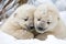 close-up of two playful polar bear cubs wrestling and rolling around in the snow