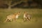 Close up of two playful Red foxes