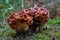 Close up of two poisonous brown morels