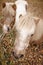 Close-up of two ponies, shetland pony heads together looking up, angle from above