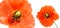 Close up of two poppies isolated on white background