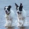 Close up two puppies of watchdog running on water.