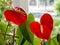 Close-Up Of two Red Anthurium in the shape of a heart Blooming indoors