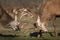 Close up of two Red deer fighting during the rutting season