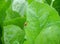 Close-up of two red ladybugs making love on the edge of bright green leaf