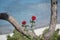 Close up of two red roses with the Aegean sea in the background