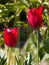 close-up of two red tulips in the garden