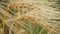 Close-up of two Ripe Wheat Straws Waving in Wind. Deep Green on Background