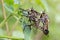 Close-up of two robber flies - efferia aestuans - copulating on a leaf