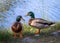 Close up of two Rouen Ducks next to Fain Lake at Fain Park in Prescott Valley, Arizona