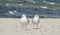 Close-up of a two seagulls Larus marinus, adult and juvenile specimens, on a sandy beach during a summer sunny day.