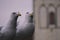 close-up of two seagulls perching outdoors