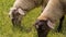 Close-up of a two sheep`s head grazing in the garden