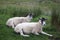 Close up of two shorn sheep at Blea Moor