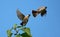 Close up Two Sooty-headed bulbul Birds are Flying in the Air Isolated on Blue Sky