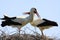 Close up of two storks in a nest on a tree with crossed necks