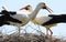 Close up of two storks in a nest on a tree with crossed necks looking in different directions