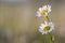 Close-up of two tender beautiful simple white daises with bright