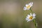 Close-up of two tender beautiful simple white daises with bright yellow hearts lit by morning sun blooming on high stems on blurre