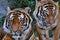 Close up of two tigers socialising; a tiger roaming around another tiger;