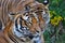 Close up of two tigers socialising; a tiger roaming around another tiger;