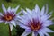 Close Up of Two Tigress Water Lilies