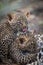 Close up of two tiny leopard cubs.