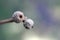 Close up of two tiny oak acorns against a blurred background