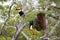 Close-up of two Toco Toucans on a tree, Pantanal Wetlands, Mato Grosso,