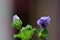 Close up of two unfolding zebra mallow blossoms