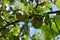 Close-up of Two Unripe Apricots, Nature, Macro