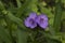 close-up: two violet tradescantia flowers