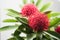 Close up of two waratah blooms on a branch