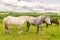 Close up of two white and dappled french percherons horses, Perche province France