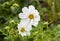 Close up of two white flowers of Cosmos bipinnatus `Sea Shells` mixed in an English cottage garden.