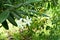 Close up of two white flowers with lots of buds as a cluster of an Eve\\\'s Apple plant