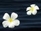 close-up two white frangipani or plumeria flowers on wave of dark blue wrinkled towel