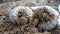 Close-up of two white grubs lying on the dirt compost background.  Indian grub beetles in C shape in the farm field