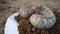 Close-up of two white grubs lying on the dirt compost background.  Indian grub beetles in C shape in the farm field