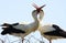 Close up of two white storks ciconia ciconia in a nest on a tree clapping beaks together. Brabant near Nijmegen, Netherlands