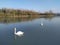 close up of two White swan. tranquil scene of a river with reflection of White clouds