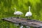 Close-up of two white swans playing in the pond